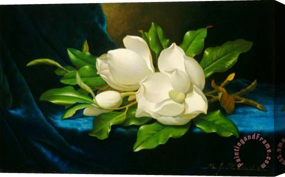Martin Johnson Heade Giant Magnolias on a Blue Velvet Cloth Nga Stretched Canvas Print / Canvas Art
