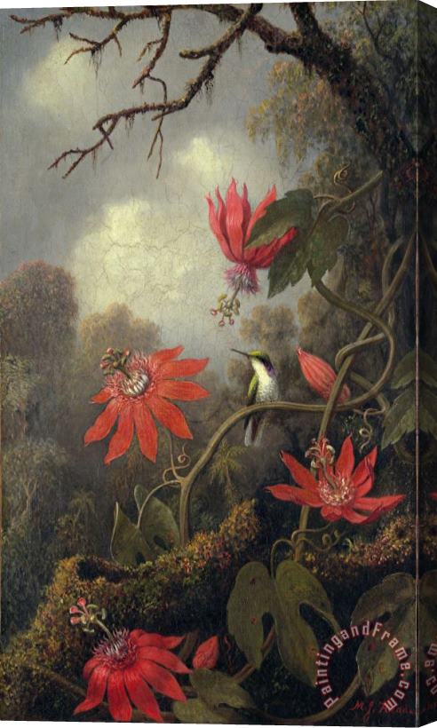 Martin Johnson Heade hummingbird and passion flowers Stretched Canvas Print / Canvas Art