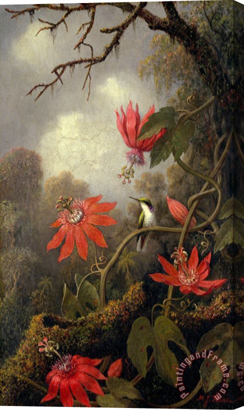 Martin Johnson Heade Hummingbird And Passionflowers Stretched Canvas Print / Canvas Art