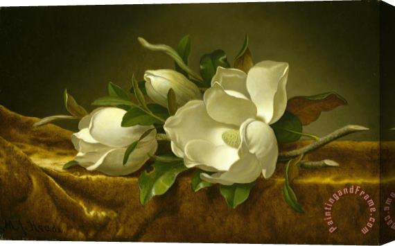 Martin Johnson Heade Magnolias on Gold Velvet Cloth Stretched Canvas Print / Canvas Art