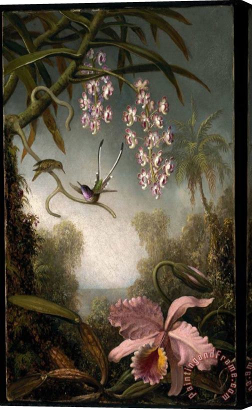 Martin Johnson Heade Orchids And Spray Orchids with Hummingbird Stretched Canvas Print / Canvas Art