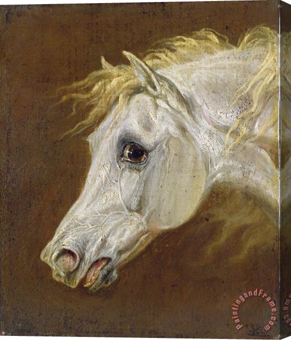 Martin Theodore Ward Head of a Grey Arabian Horse Stretched Canvas Painting / Canvas Art