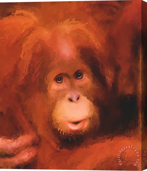 Michael Greenaway Orangutan Stretched Canvas Print / Canvas Art