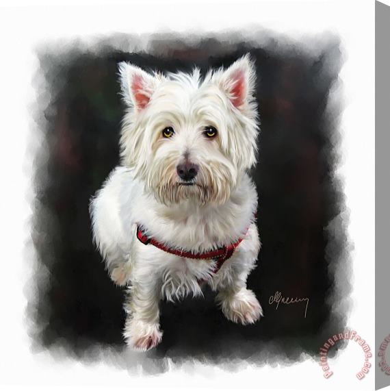 Michael Greenaway West Highland White Terrier Stretched Canvas Painting / Canvas Art