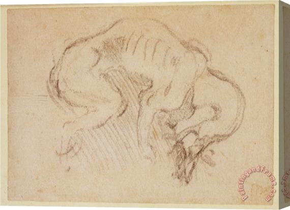 Michelangelo Buonarroti Study of a Dog Stretched Canvas Print / Canvas Art