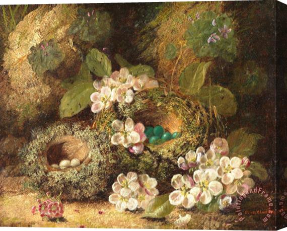 Oliver Clare Primroses and Bird's Nests on a Mossy Bank Stretched Canvas Print / Canvas Art