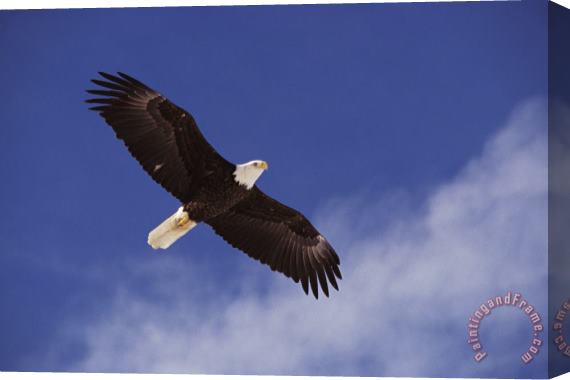Others Alaska. Bald Eagle Flying Stretched Canvas Painting / Canvas Art