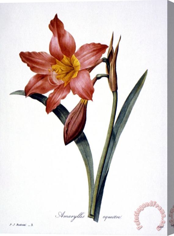 Others Amaryllis Stretched Canvas Print / Canvas Art