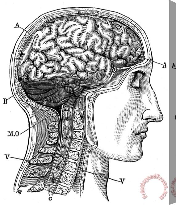 Others Anatomy: Brain Stretched Canvas Painting / Canvas Art