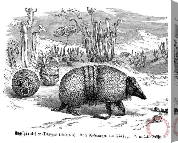 Others ARMADILLO, 19th CENTURY Stretched Canvas Print / Canvas Art