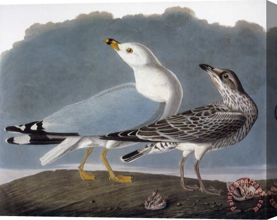 Others Audubon: Gull Stretched Canvas Painting / Canvas Art