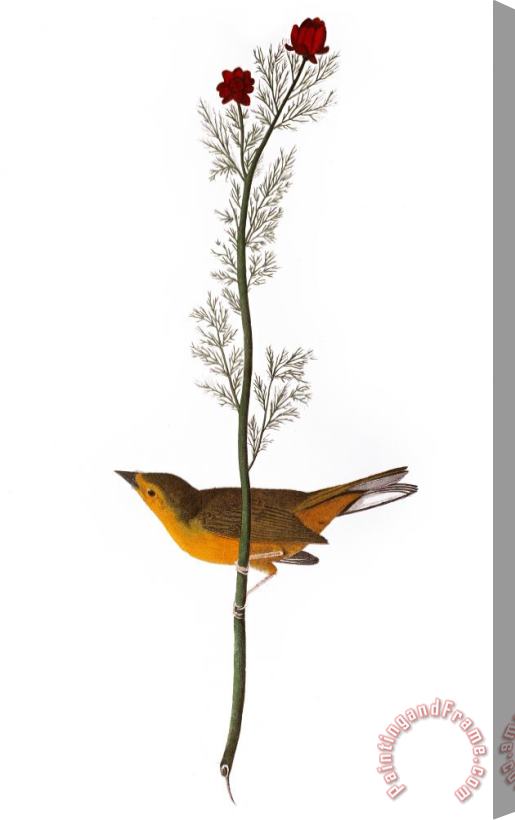 Others Audubon: Warbler, (1827) Stretched Canvas Print / Canvas Art
