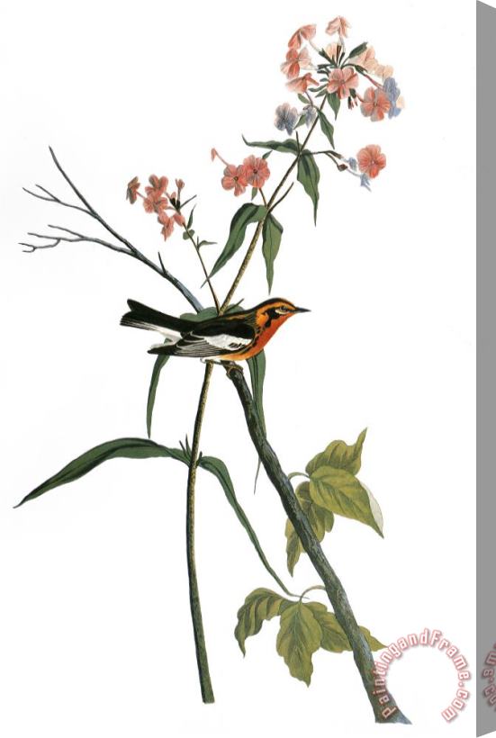 Others Audubon: Warbler, (1827-38) Stretched Canvas Print / Canvas Art