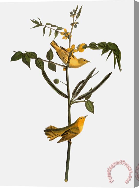 Others Audubon: Warbler, 1827-38 Stretched Canvas Print / Canvas Art