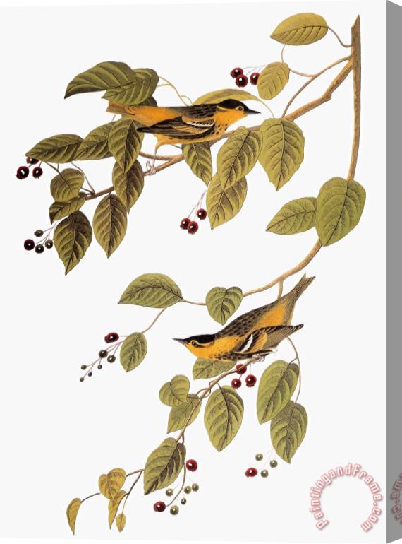 Others Audubon: Warbler Stretched Canvas Print / Canvas Art