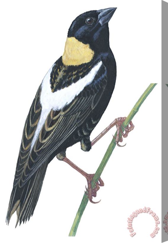 Others Bobolink Stretched Canvas Print / Canvas Art