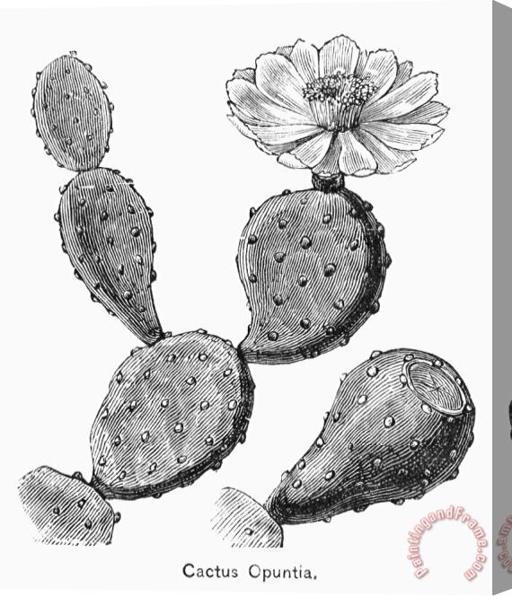 Others Botany: Cactus Stretched Canvas Painting / Canvas Art