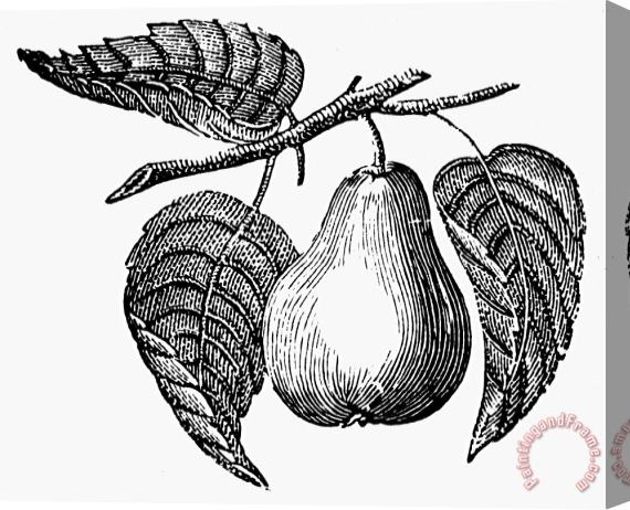 Others Botany: Pear Stretched Canvas Painting / Canvas Art