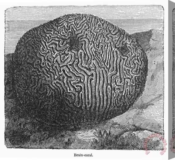 Others Brain Coral Stretched Canvas Print / Canvas Art