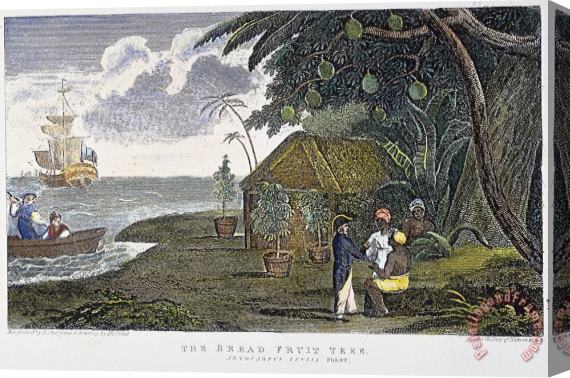 Others Breadfruit Tree, 1823 Stretched Canvas Print / Canvas Art