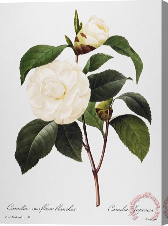 Others Camellia, 1833 Stretched Canvas Painting / Canvas Art