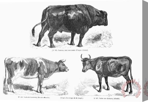 Others Cattle Breeds, 1856 Stretched Canvas Painting / Canvas Art