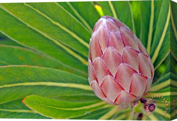 Others Close Up Of A Protea In Bud Stretched Canvas Painting / Canvas Art