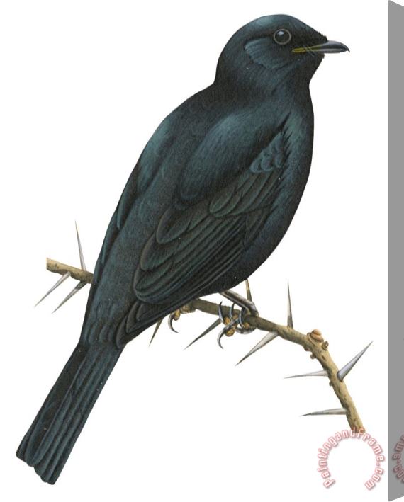 Others Cuckoo Shrike Stretched Canvas Painting / Canvas Art
