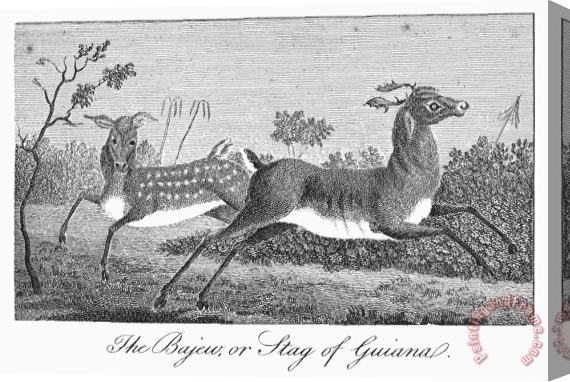 Others Deer, 1796 Stretched Canvas Print / Canvas Art