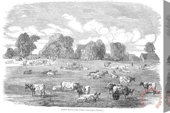 Others England: Cattle, 1853 Stretched Canvas Painting / Canvas Art