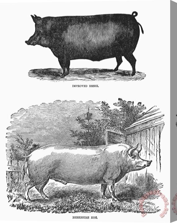 Others English Breeds Of Pigs Stretched Canvas Print / Canvas Art