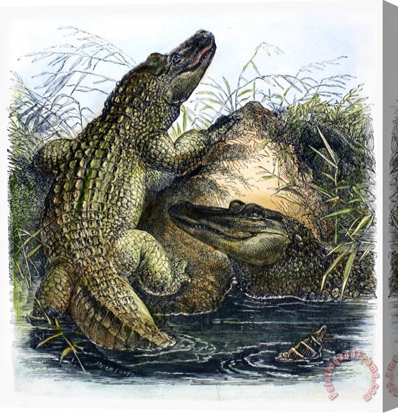 Others Florida Alligators Stretched Canvas Print / Canvas Art