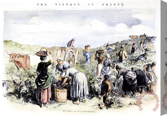 Others France: Grape Harvest, 1854 Stretched Canvas Print / Canvas Art