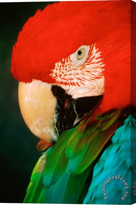 Others Macaw Portrait Stretched Canvas Print / Canvas Art