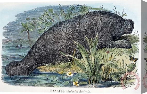 Others MANATEE, 19th CENTURY Stretched Canvas Print / Canvas Art