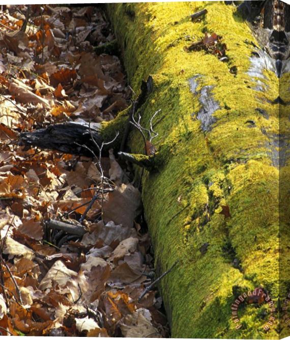 Others Nature Moss Stretched Canvas Print / Canvas Art