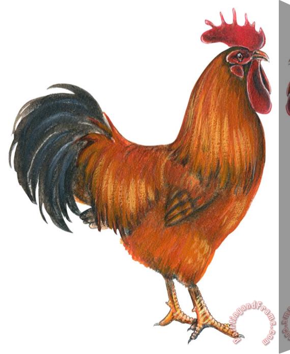 Others New Hampshire Rooster Stretched Canvas Painting / Canvas Art