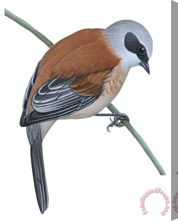 Others Penduline Tit Stretched Canvas Painting / Canvas Art