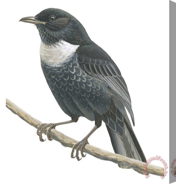 Others Ring Ouzel Stretched Canvas Painting / Canvas Art