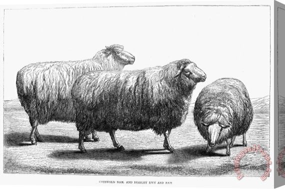 Others SHEEP, 19th CENTURY Stretched Canvas Print / Canvas Art