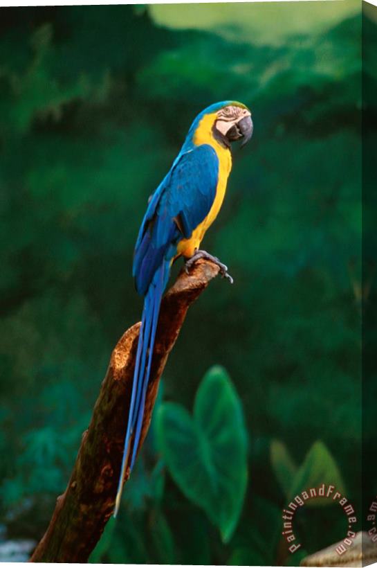 Others Singapore Macaw At Jurong Bird Park Stretched Canvas Painting / Canvas Art