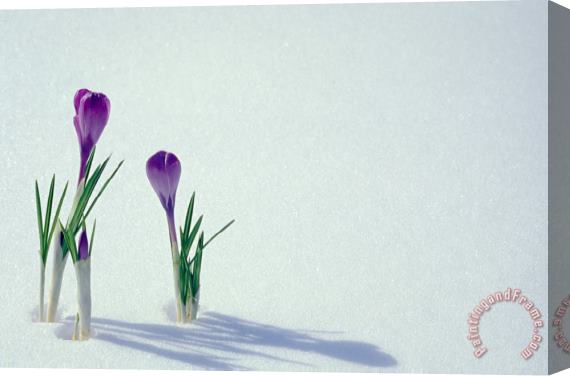 Others Spring Crocuses In Snow Stretched Canvas Painting / Canvas Art