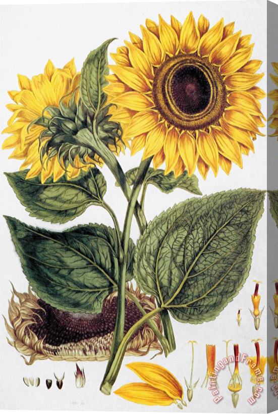 Others Sunflower Stretched Canvas Painting / Canvas Art