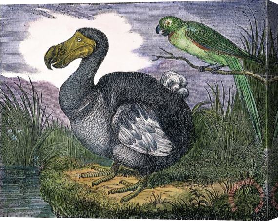 Others The Mauritius Dodo Stretched Canvas Painting / Canvas Art
