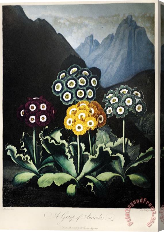 Others Thornton: Auriculas Stretched Canvas Painting / Canvas Art