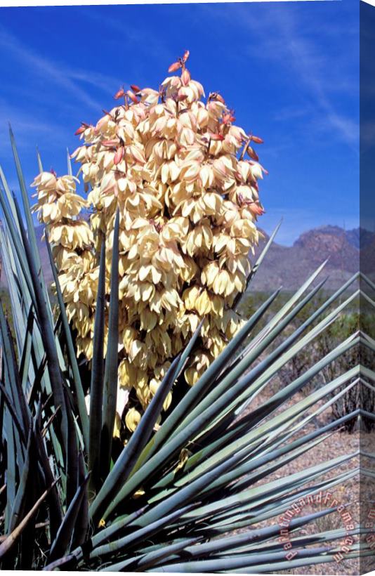 Others Yucca Plant In Bloom Stretched Canvas Print / Canvas Art