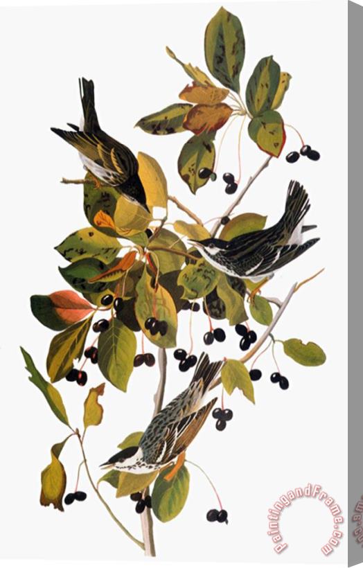Pablo Picasso John James Audubon Audubon Warbler Stretched Canvas Print / Canvas Art