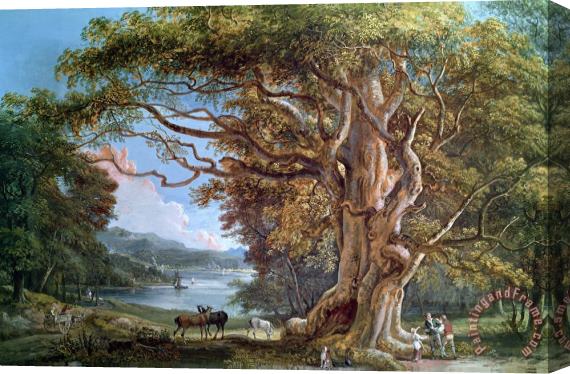 Paul Sandby An Ancient Beech Tree Stretched Canvas Print / Canvas Art