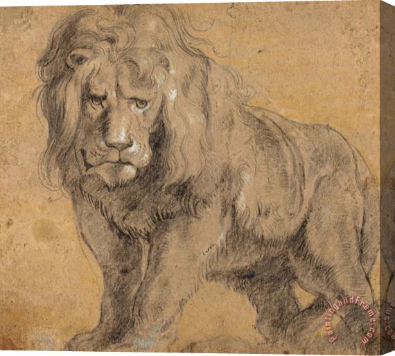 Peter Paul Rubens Lion Stretched Canvas Print / Canvas Art