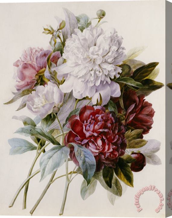 Pierre Joseph Redoute A Bouquet Of Red Pink And White Peonies Stretched Canvas Print / Canvas Art